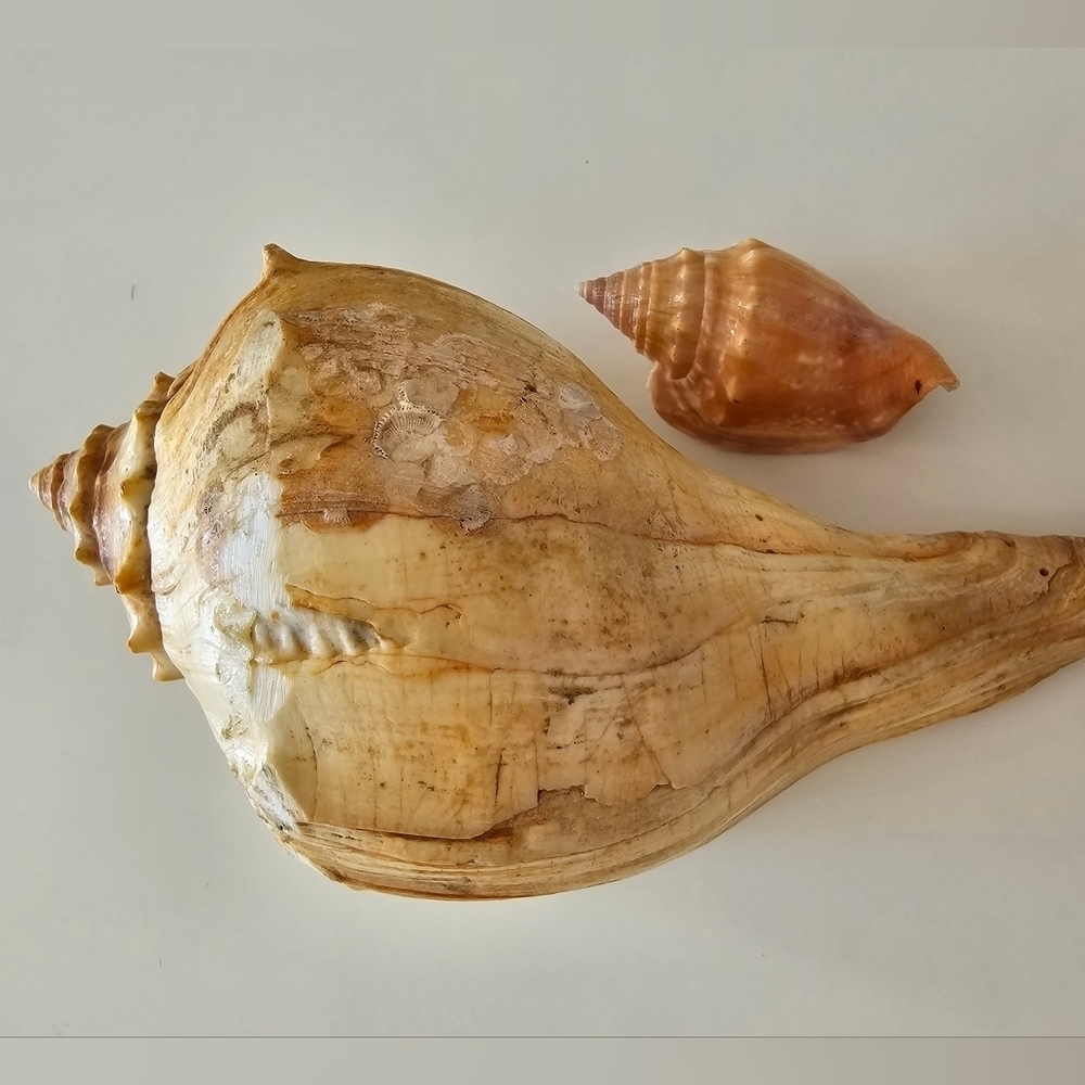 Beautiful Vintage Crab Shell